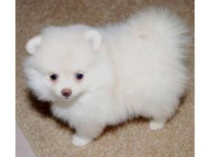 11 Weeks Old Pomeranian Puppies