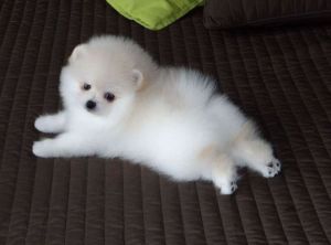 Pomeranian Pups 1 Girl & 1boy Ready Now.