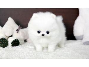 Two Awesome T-Cup Pomeranian Puppies