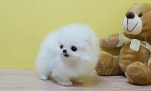 Beautifull Pomeranain Pups text now to (4***) ***4-0***0