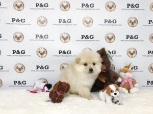 Pomeranian - Charles - Male