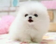 Excellent Pomeranian Puppies