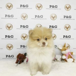 Pomeranian - Charles - Male
