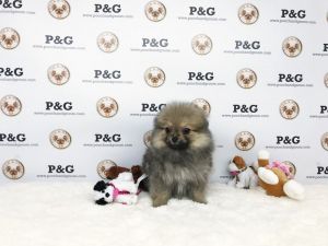 POMERANIAN - EMMA - FEMALE