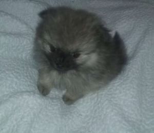 Tea cup Pomeranian for sale!
