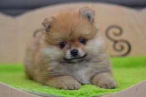 Funny, very friendly Pomeranian male puppy