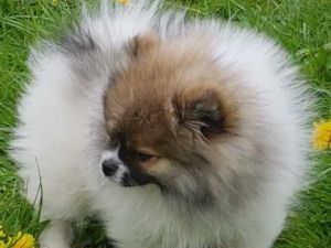 Purebred Pomeranian for adoption