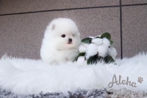 Teacup Pomeranian Puppies for sale, ANNA