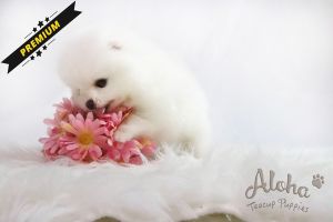 Premium Pomeranian Puppies for sale, ANNA