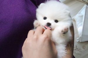 Anna,Snow-White T-Cup Pomeranian Puppies