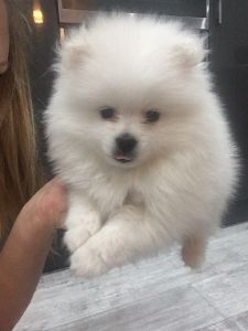 Female Pomeranian