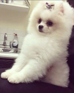Kelly Beautiful White Pomeranian Puppies Ready