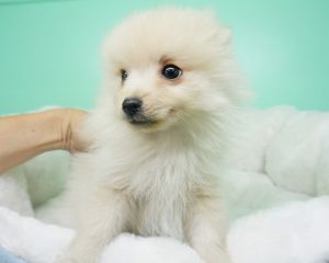 Pomeranian Puppy- Male- Nacho ($1,699) CKC Registered