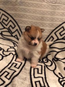 Pomeranian puppies