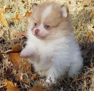 Beautiful Little Pomeranian Puppies text (***) ***-***7