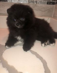 Absolutely gorgeous Pomeranian Puppies
