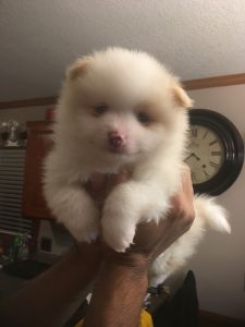 Akc Male Pomeranian