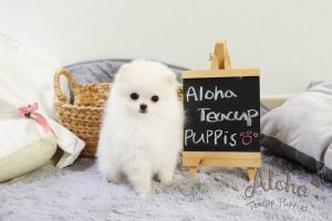 Teacup Toy Pomeranian For Sale - Gucci