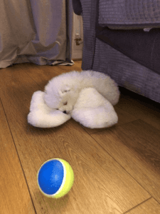 Pure White Pomeranian Boy/girl