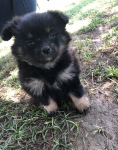 For sale puppies