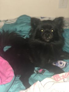 Pure bred Pomeranian