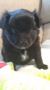 adorable pomapoo puppies