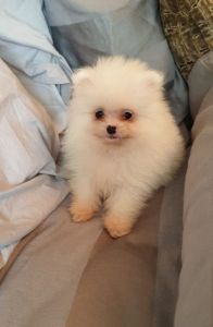 humble and good looking pomeranian