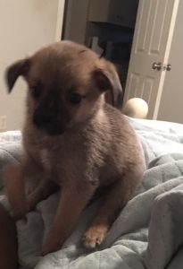 Pomeranian pug mix