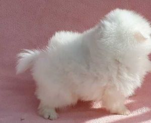 Pedigree Pomeranian Puppies
