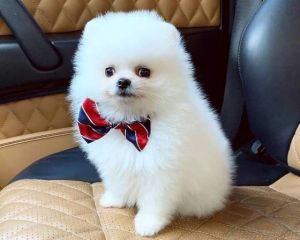 Adorable Home trained Pomeranian