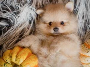Gorgeous Kc Pomeranians- 2 Girls One Boy