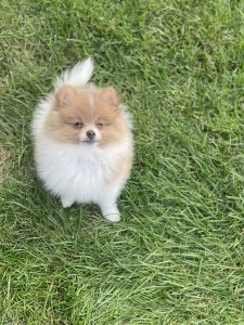 4 month old Pomeranian puppy
