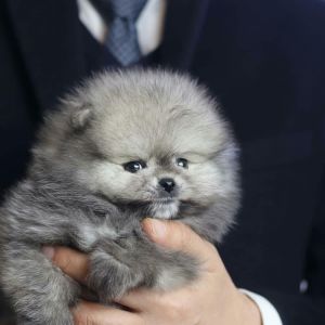 Pomeranians for sale