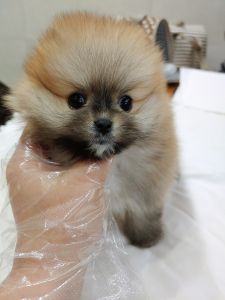 Orange sable Pomeranian for sale