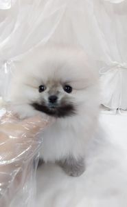 cream sable pomeranian