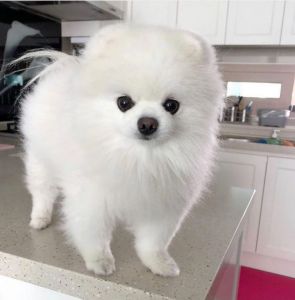 Beautiful Pomeranian puppies for adoption