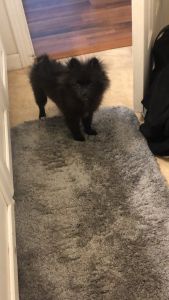 Beautiful full blooded Pomeranian