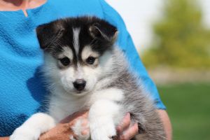 Pomsky puppy Loki