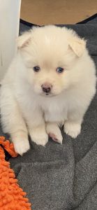 POMSKY PUPPY