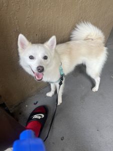 Pomsky puppy for sell