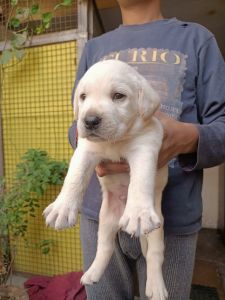 Pom Pom male available