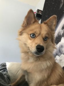 Pomeranian husky mix