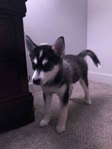 Pomsky 12 weeks old male