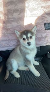 Pomsky Puppy