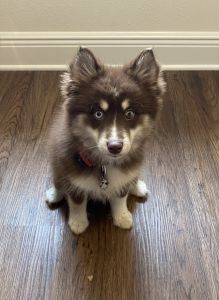 Female Pomsky