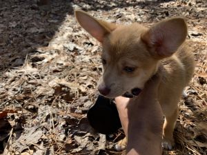 Rehoming my sweet girl Lola