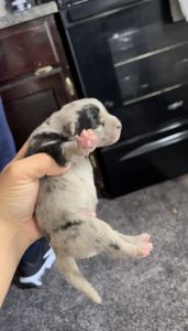 Merle pomskies available!