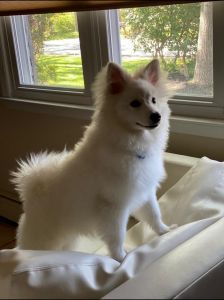 White Pomsky for sale