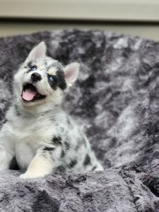 Pomsky Puppies