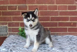 Pomsky Puppies for Sale